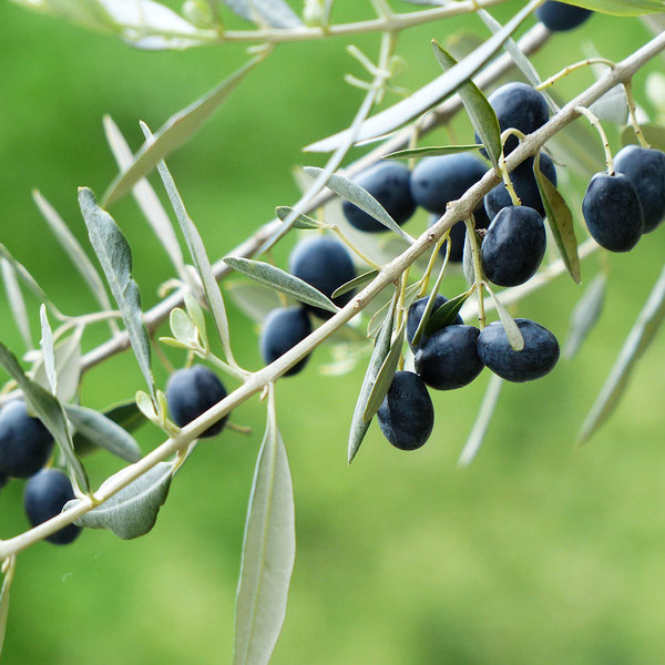 Ölbaum / Olive (Olea europea)