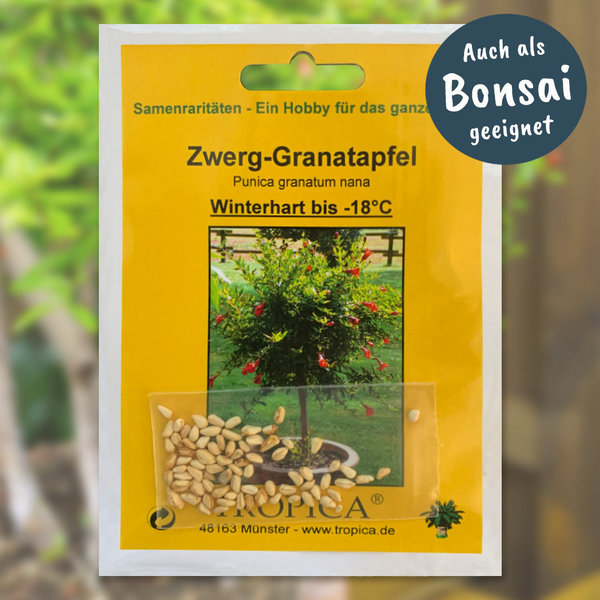 Zwerg-Granatapfel (Punica granatum nana)