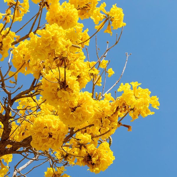 Gelber Trompetenbaum (Tabebuia chrysantha)